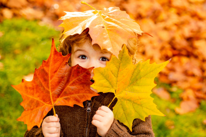 Comment reconnaître les feuilles d’automne 